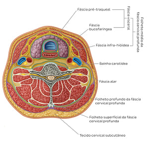 Cervical fascia (Portuguese)