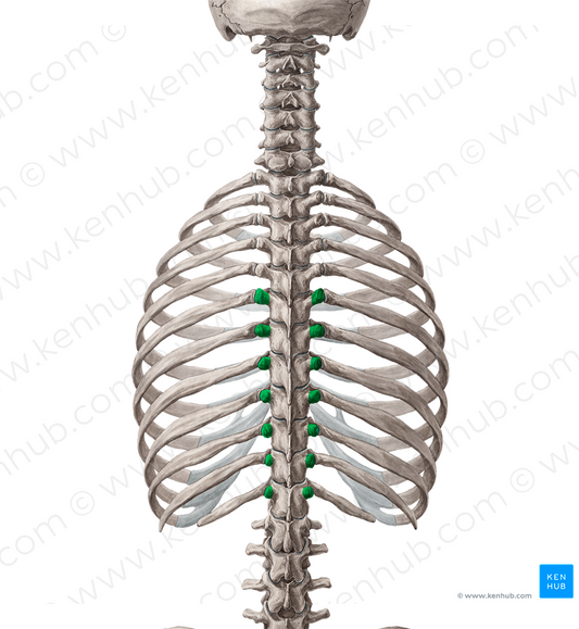 Transverse processes of vertebrae T6-T12 (#8340)