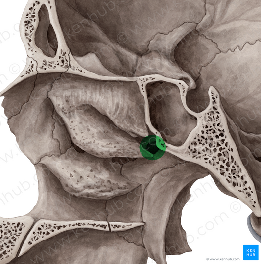 Sphenopalatine foramen (#3802)