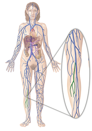 Small saphenous vein (#10573)