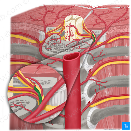 Spinal branch of posterior intercostal artery (#8802)