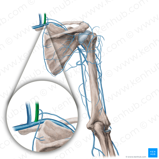 External jugular vein (#21753)