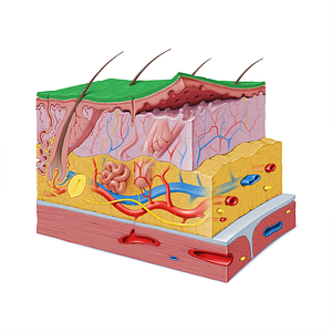 Stratum corneum of epidermis (#9157)