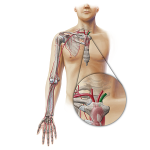 Left subclavian artery (#19333)