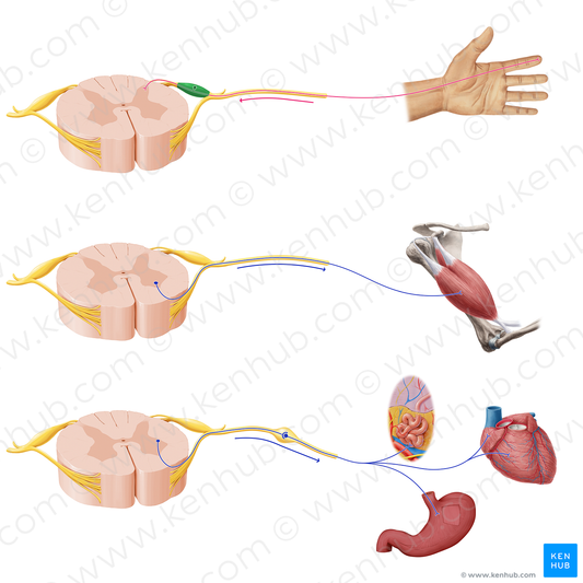 Spinal ganglion (#20910)