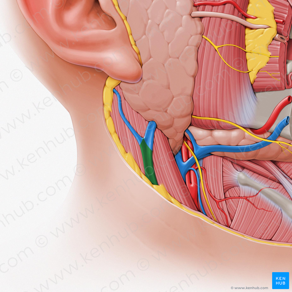 External jugular vein (#10343)