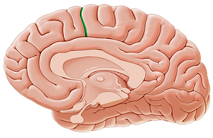 Paracentral sulcus (#9297)