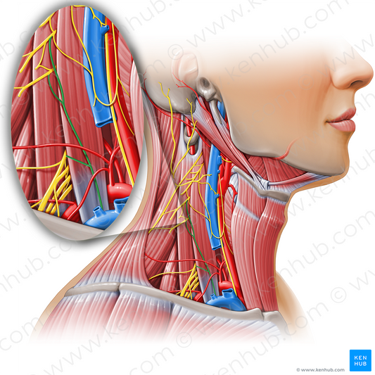 Phrenic nerve (#11144)