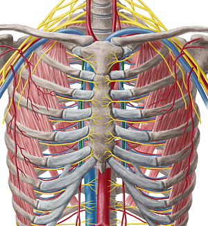 Internal thoracic artery (#1913)