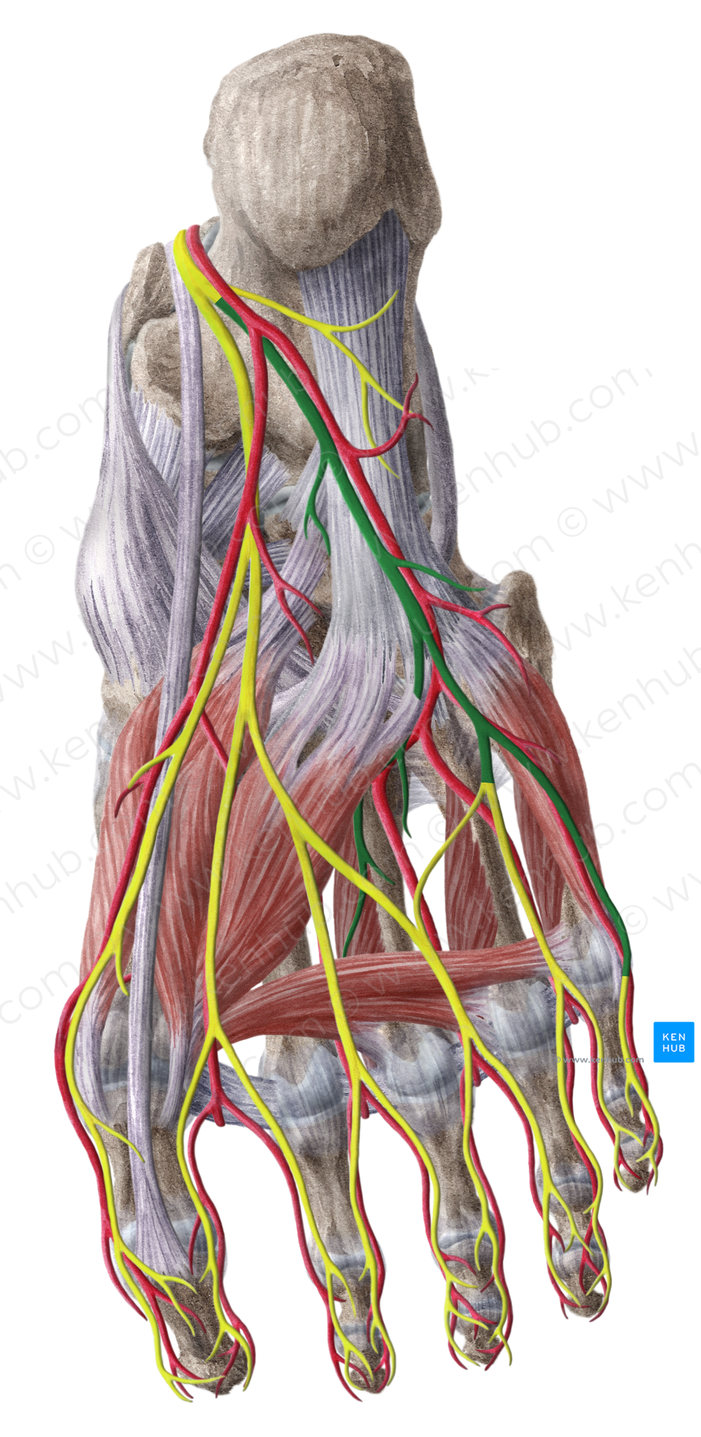 Lateral plantar nerve (#6696)