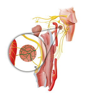 Tympanic plexus (#8044)