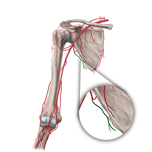 Thoracodorsal artery (#18862)