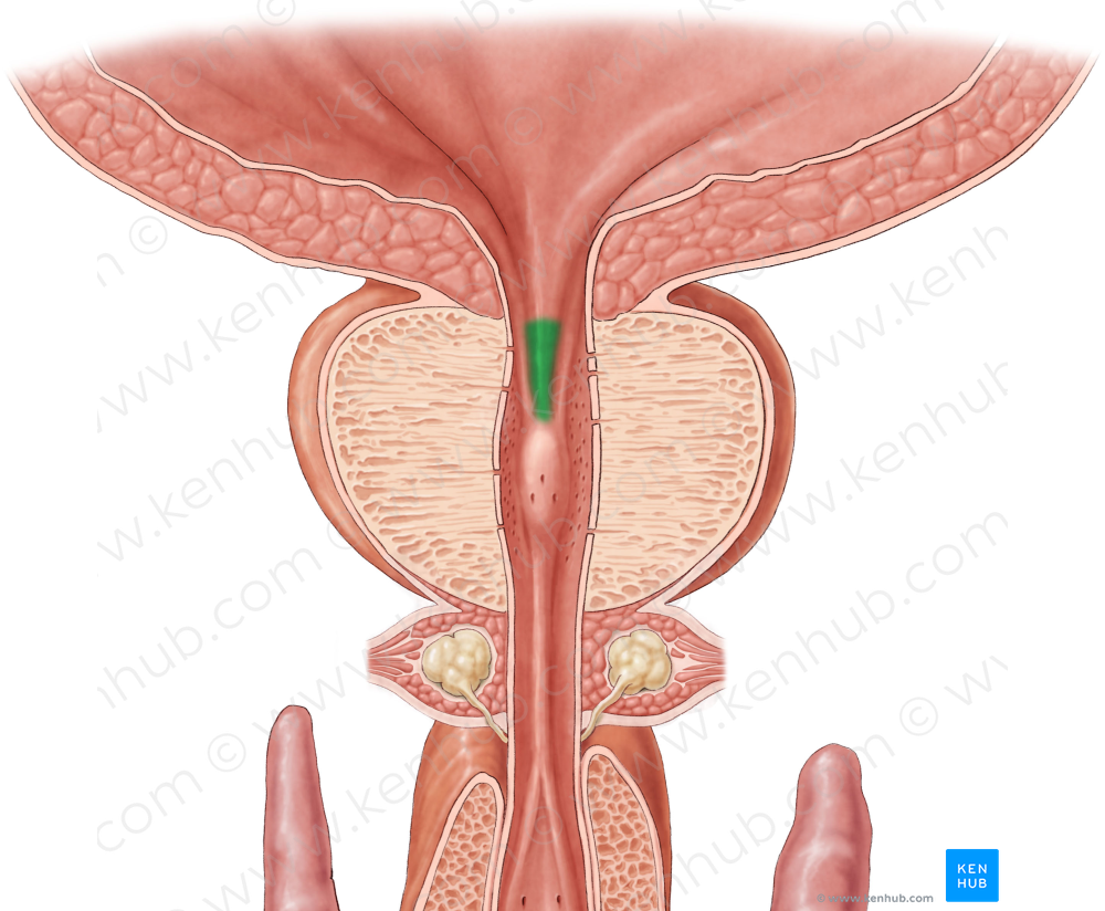 Urethral crest (#3145)