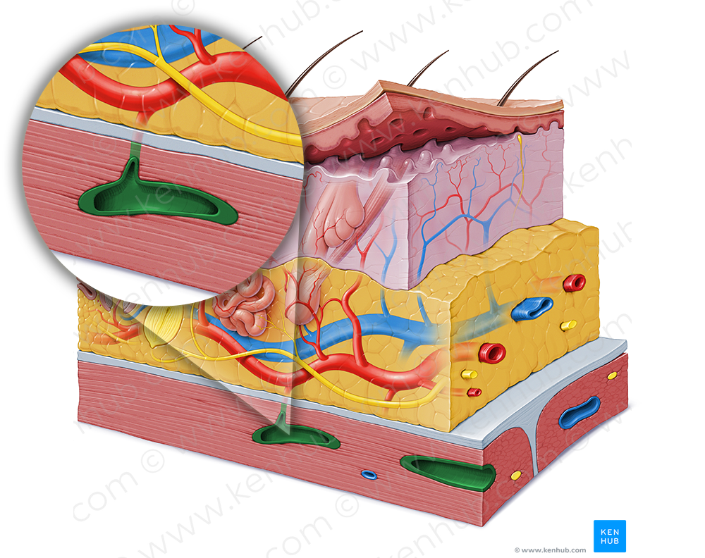 Intramuscular artery (#1464)