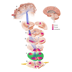 Inferior medulla oblongata (#11215)