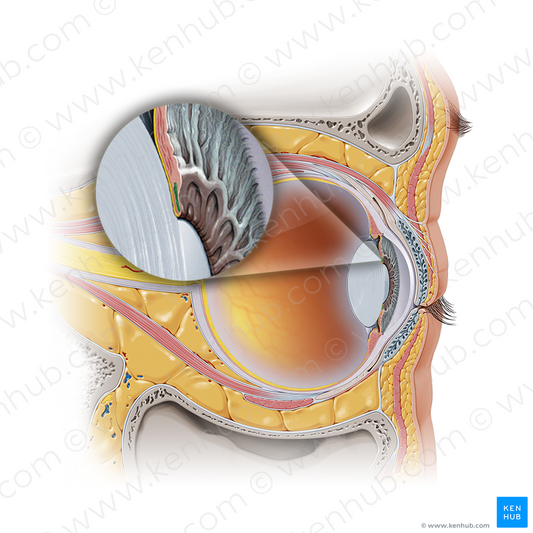 Sphincter pupillae muscle of iris (#19140)