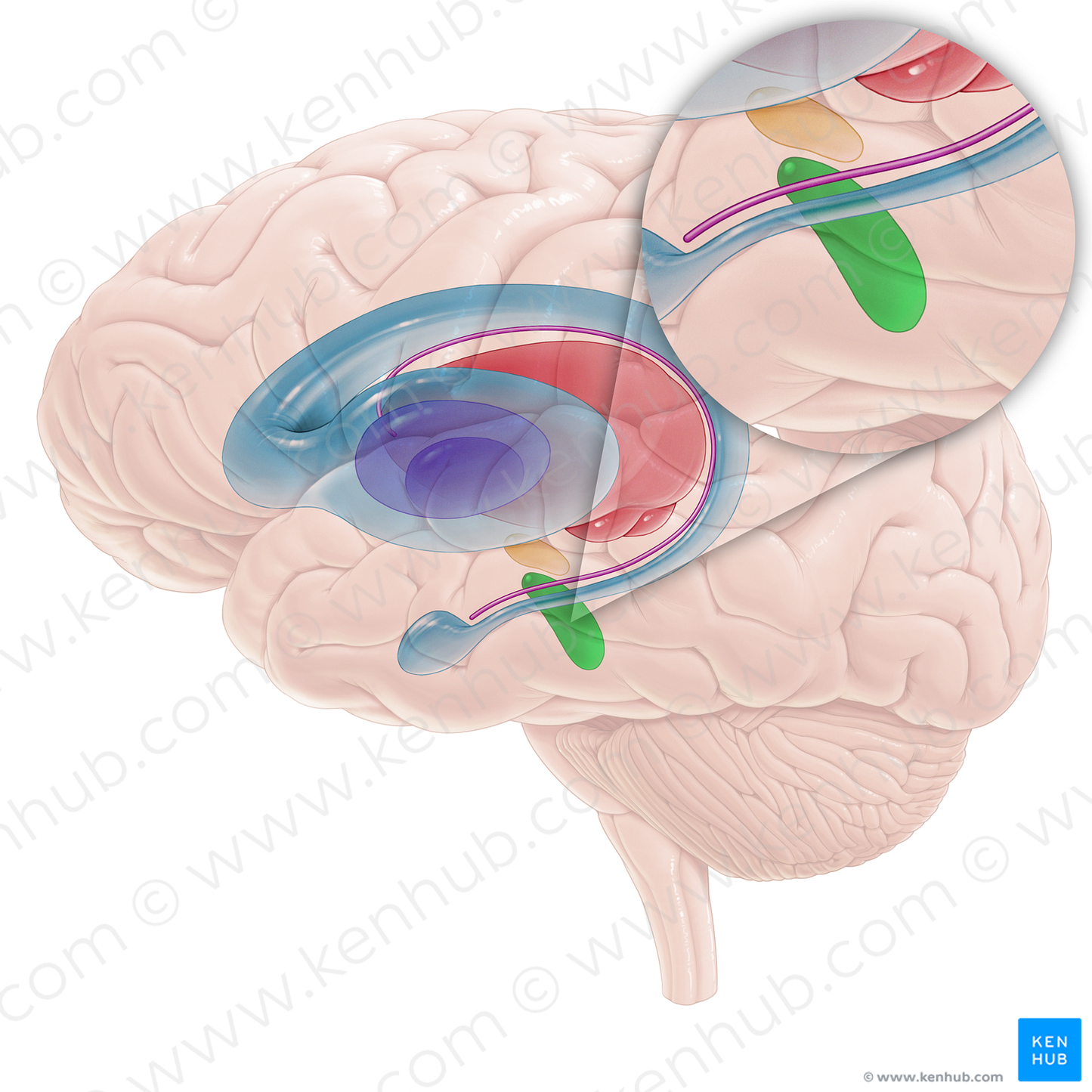 Substantia nigra (#16708)