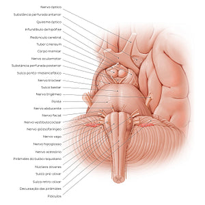 Anterior view of the brainstem (Portuguese)