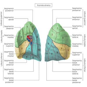 Bronchopulmonary segments (Right lung) (Spanish)