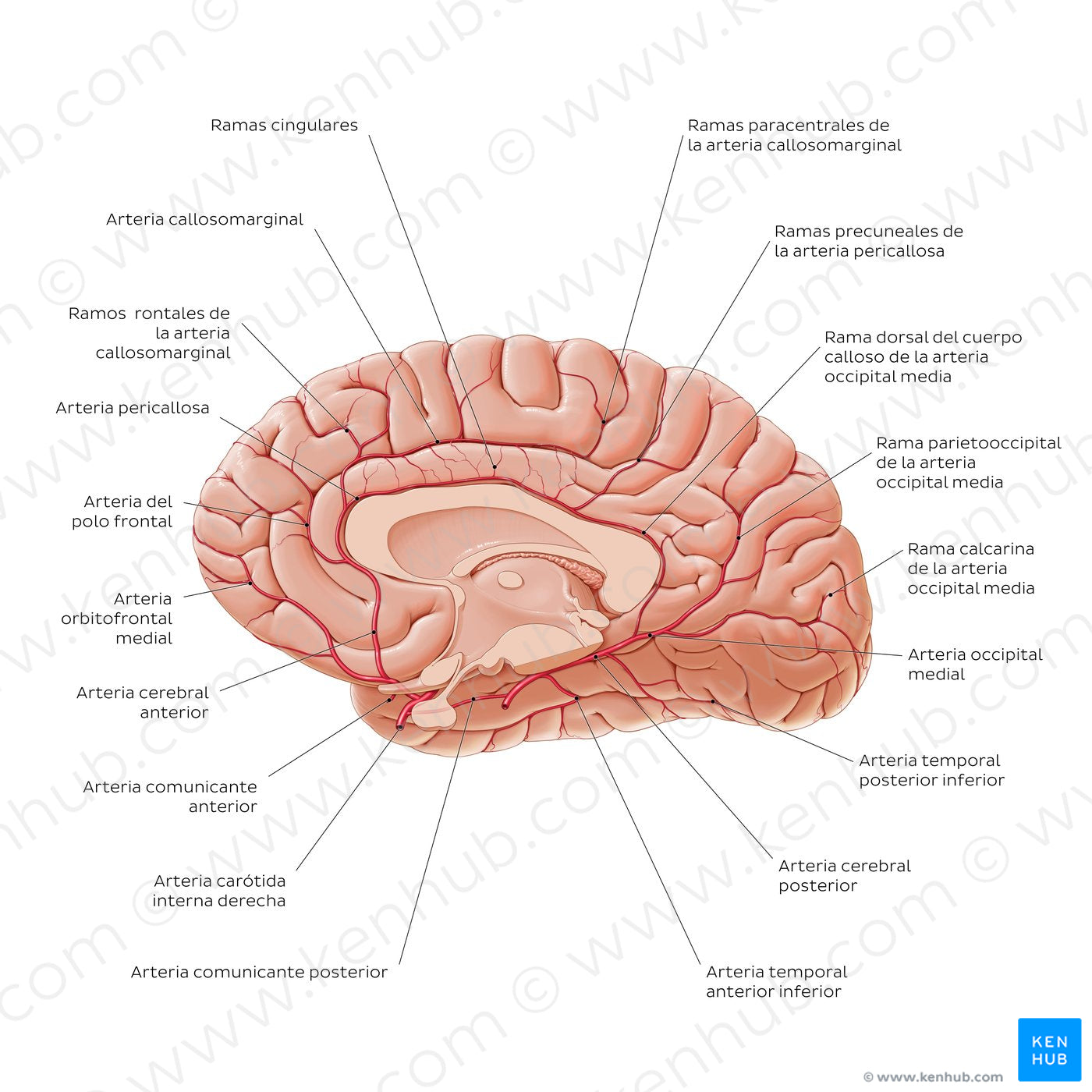 Arteries of the brain - Medial view (Spanish)