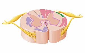 Posterior spinocerebellar tract (#12056)