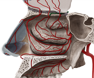 Posterior ethmoidal artery (#1229)