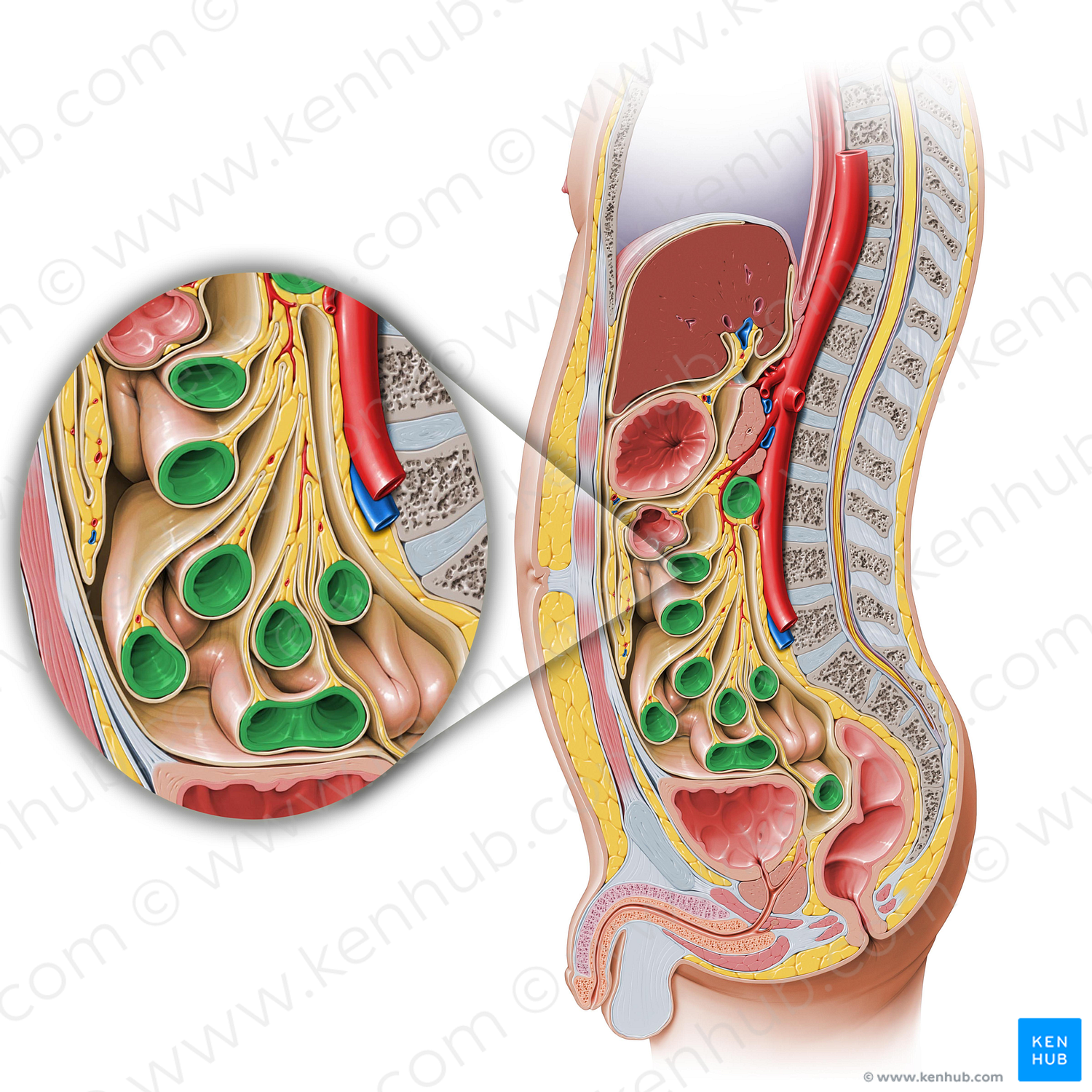 Small intestine (#4327)