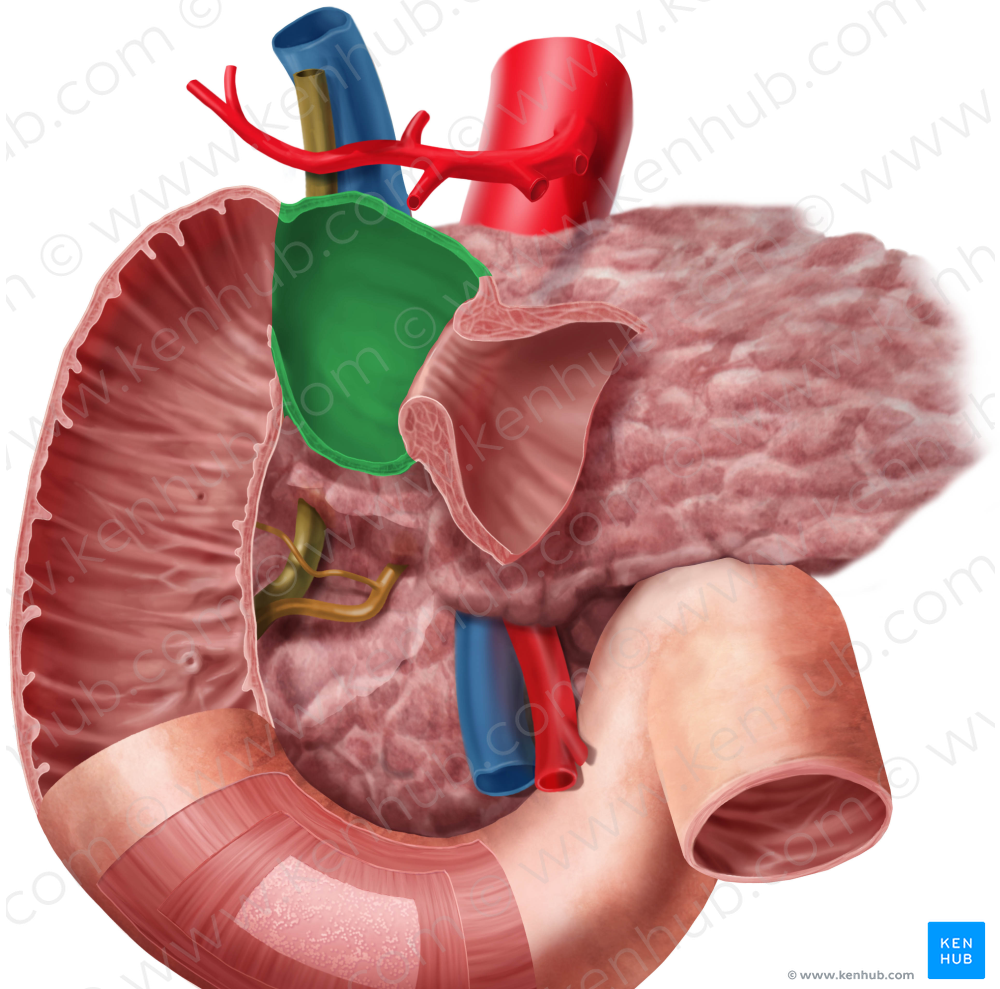 Superior part of duodenum (#7795)