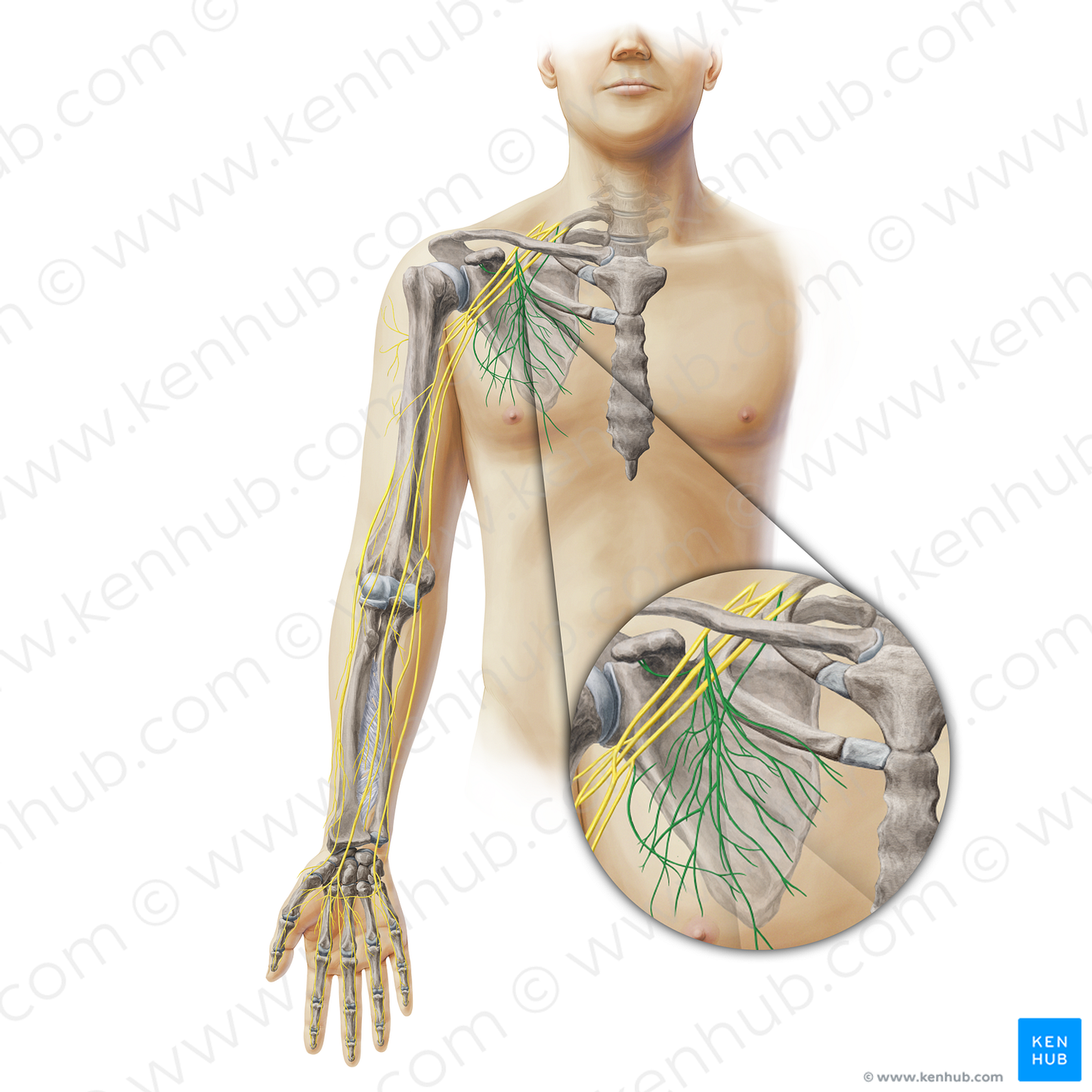 Scapular nerves (#19368)