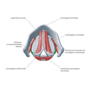 Larynx: action of lateral cricoarytenoid muscle (Portuguese)