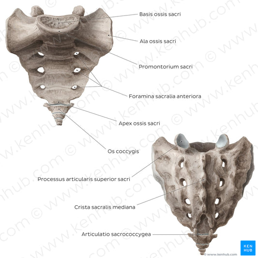 Sacrum and coccyx (Latin)