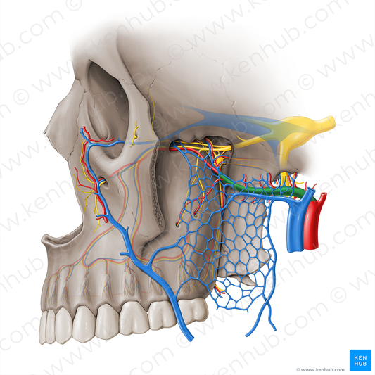 Maxillary artery (#18464)