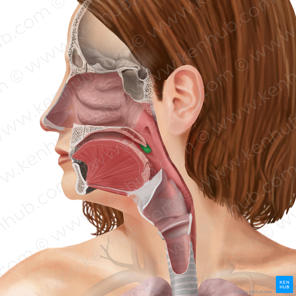 Palatine tonsil (#9475)