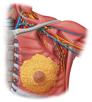 Apical axillary lymph nodes (#6957)