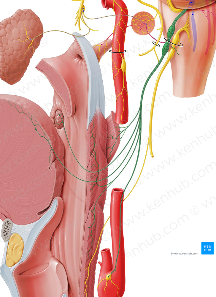 Glossopharyngeal nerve (#6433)