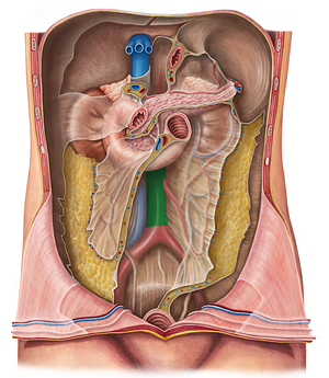 Abdominal aorta (#711)