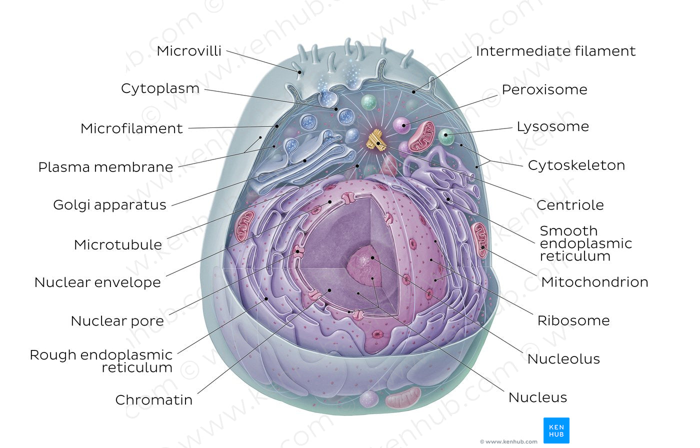 Eukaryotic cell (Latin)
