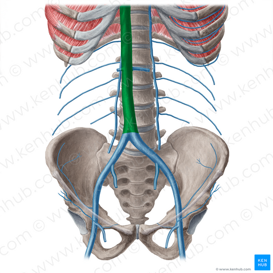 Inferior vena cava (#21552)