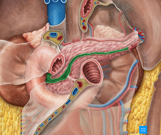 Transverse mesocolon (#5101)