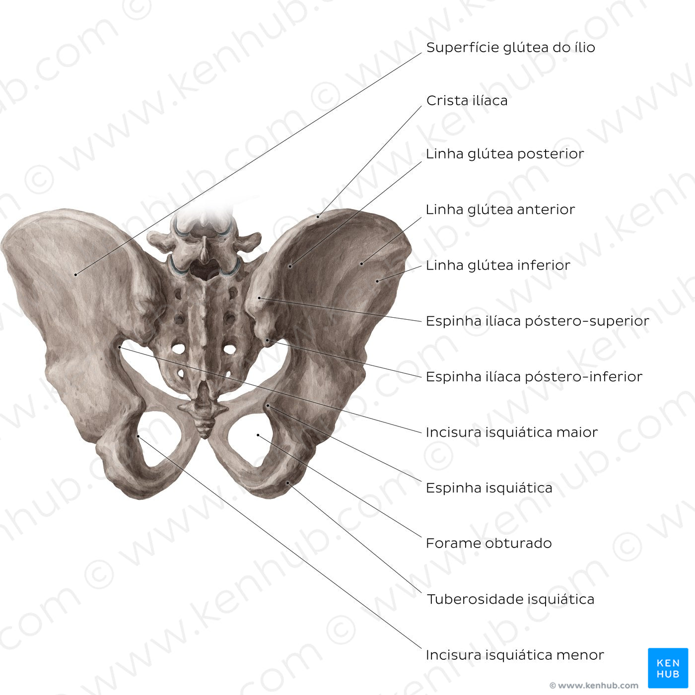 Bony pelvis (posterior view) (Portuguese)