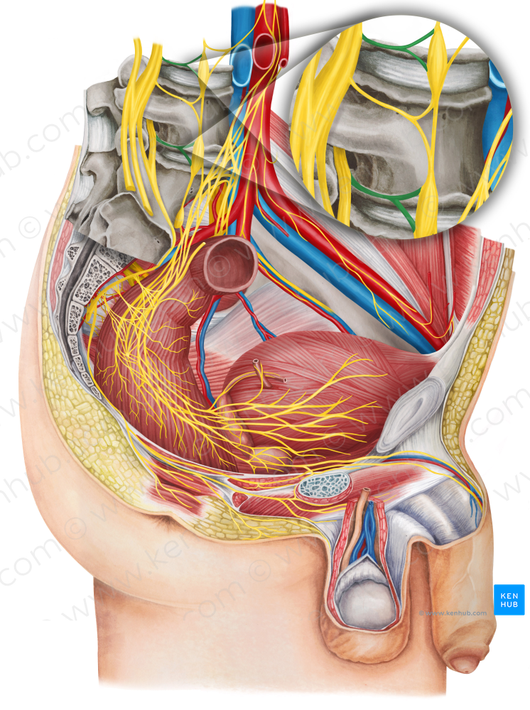 Gray ramus communicans of spinal nerve (#8633)