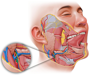 External carotid artery (#967)