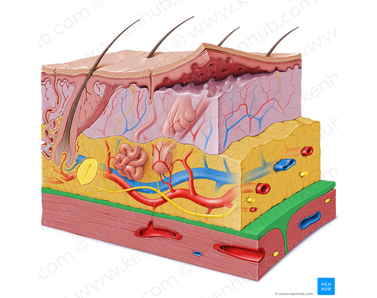 Fascia (#3558)