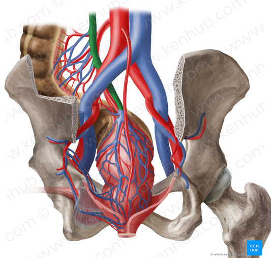 Inferior mesenteric vein (#10407)