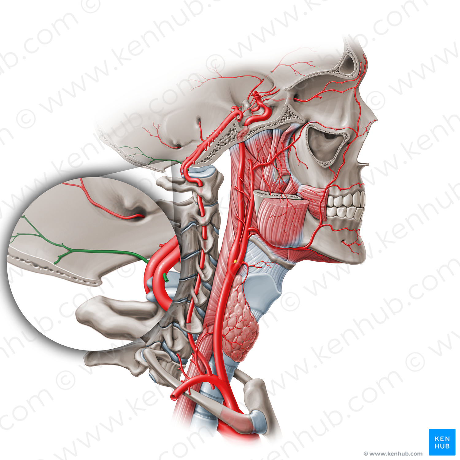 Meningeal branches of vertebral artery (#410)