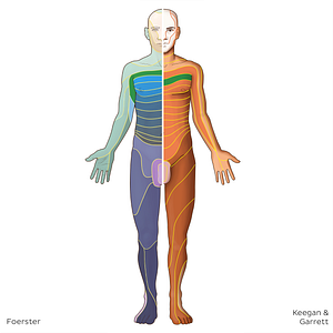 T2 dermatome (#20818)