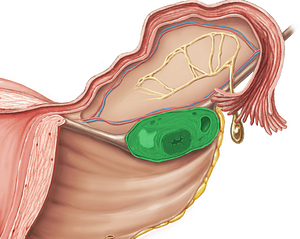 Ovary (#7584)