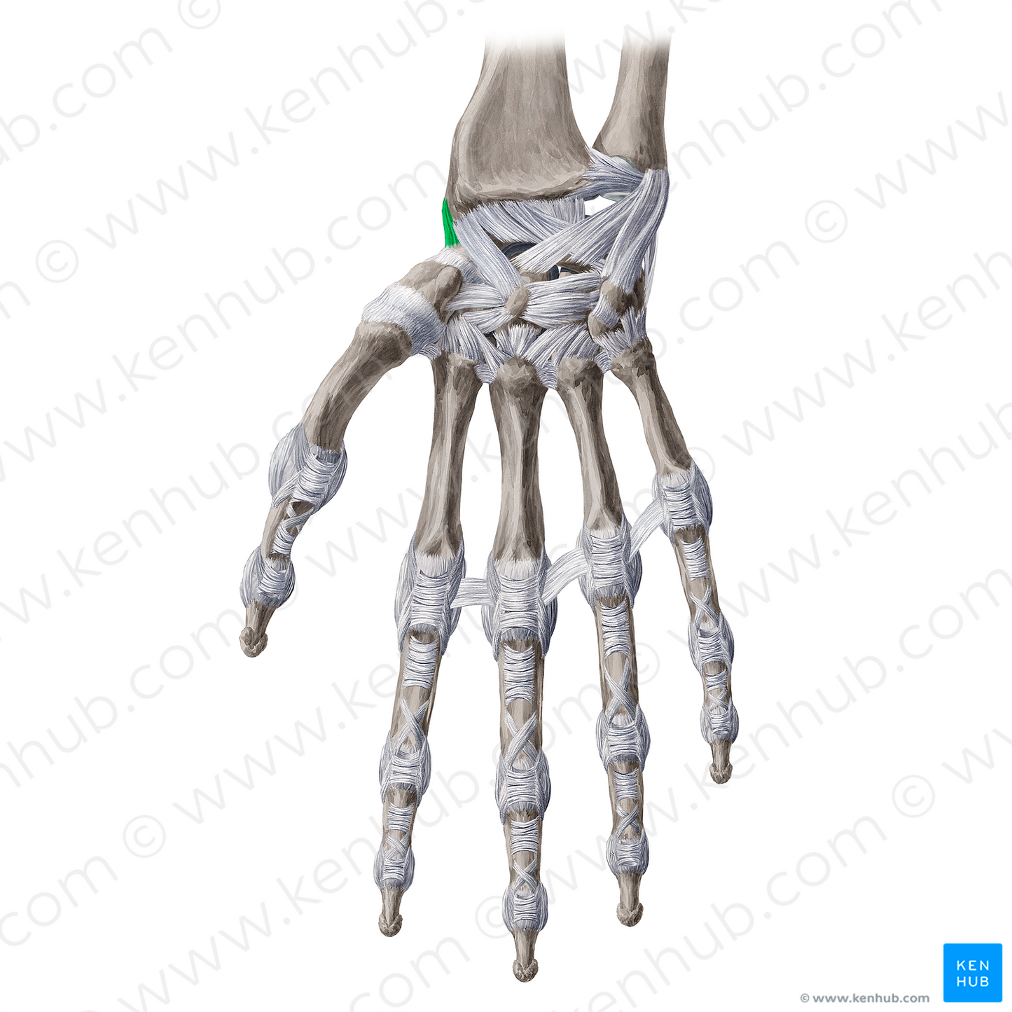 Radial collateral ligament of wrist joint (#4485)