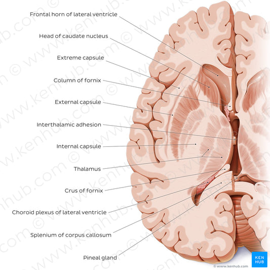 Horizontal section of the brain: Section A (English)