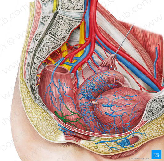 Right middle anorectal veins (#10534)